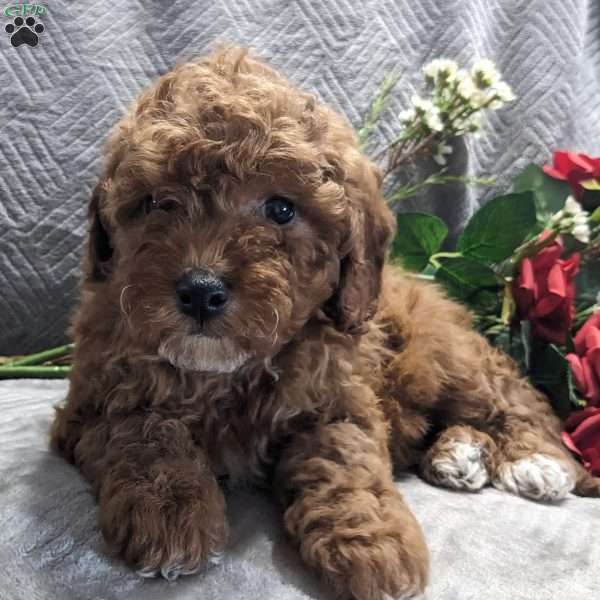 Sammy, Mini Goldendoodle Puppy